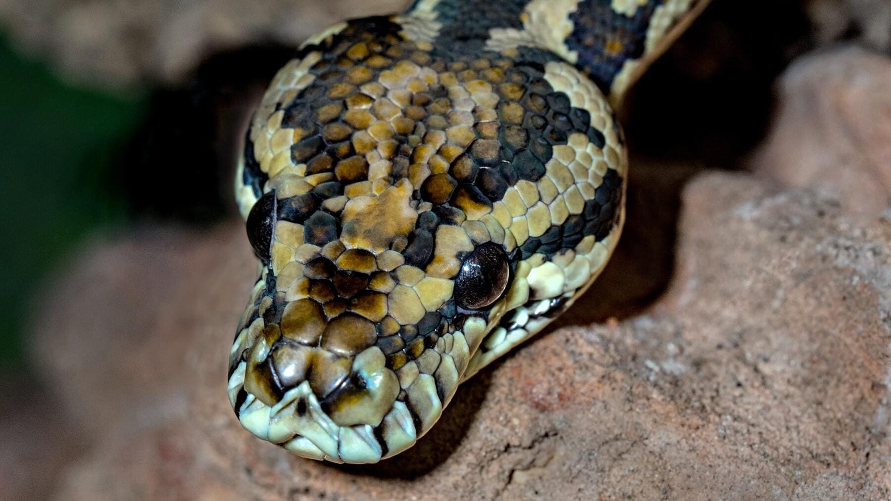 Serpiente.