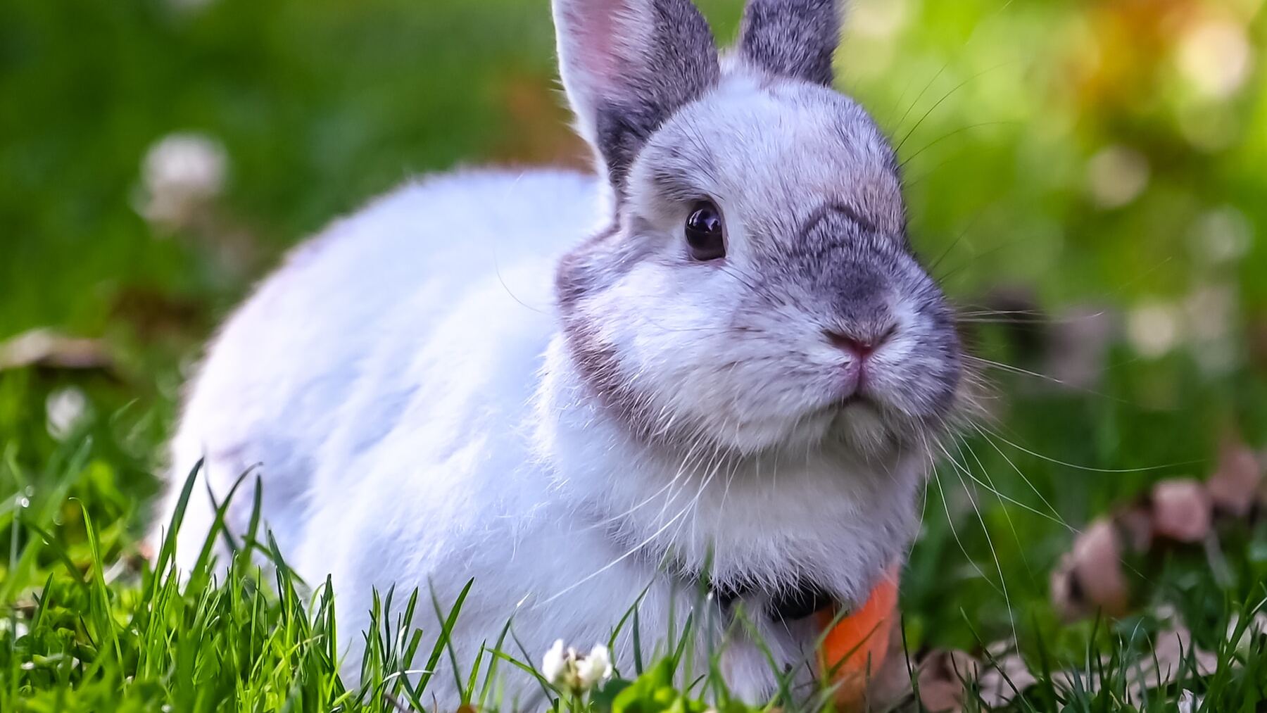 Un conejo